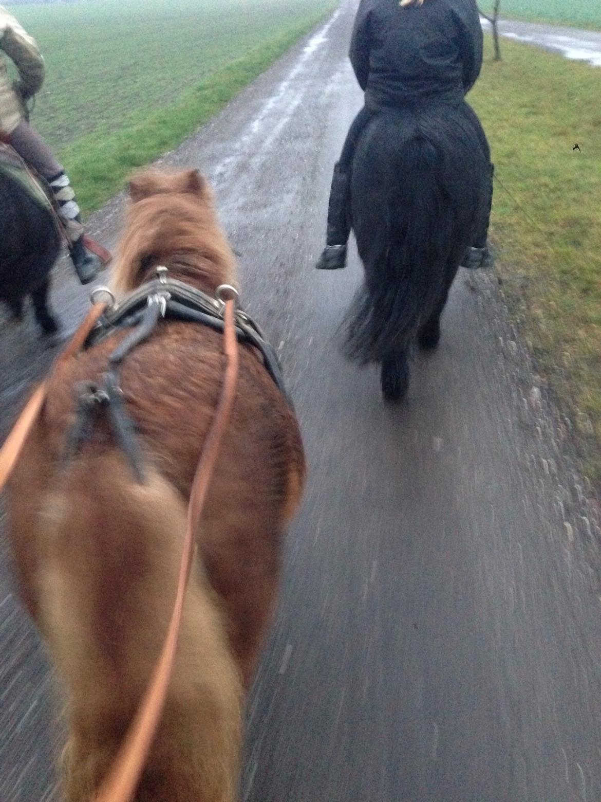 Shetlænder Totte billede 26