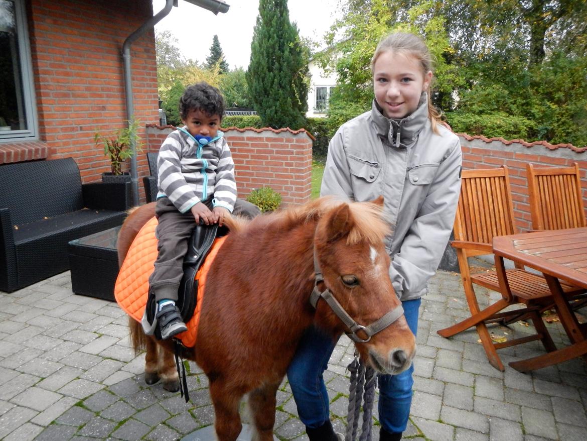 Shetlænder Chalotte - Hun er simpelthen blevet så dygtig og sød mod børn.
Min dygtige pige <3 billede 18