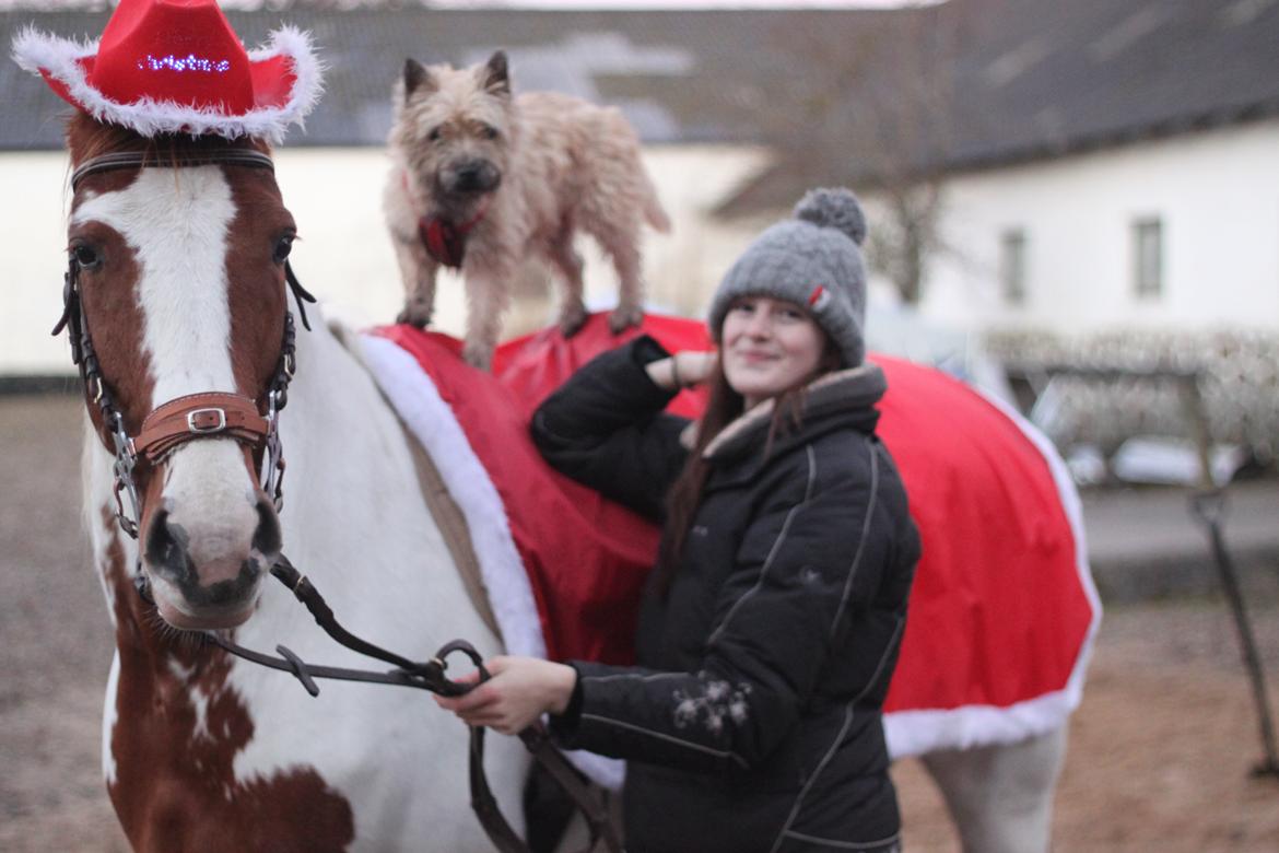 Anden særlig race Jasmin billede 8