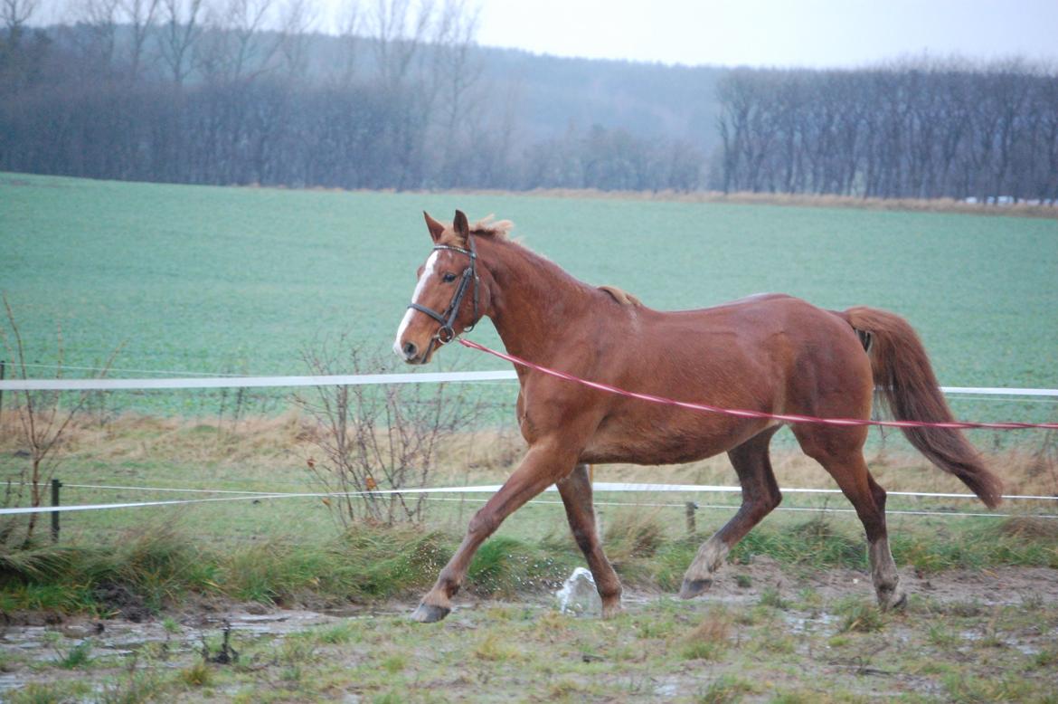 Frederiksborg Lia Toftedal •RIP• billede 16