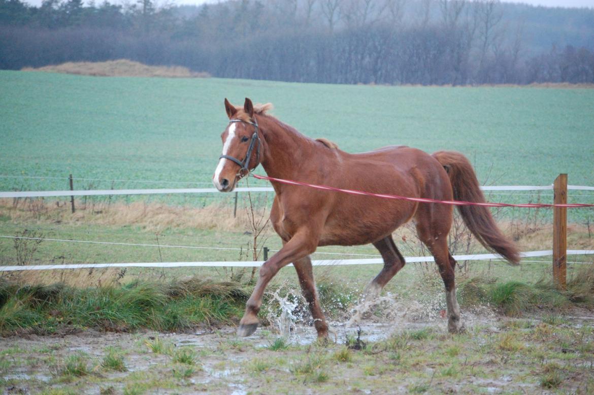 Frederiksborg Lia Toftedal •RIP• billede 17