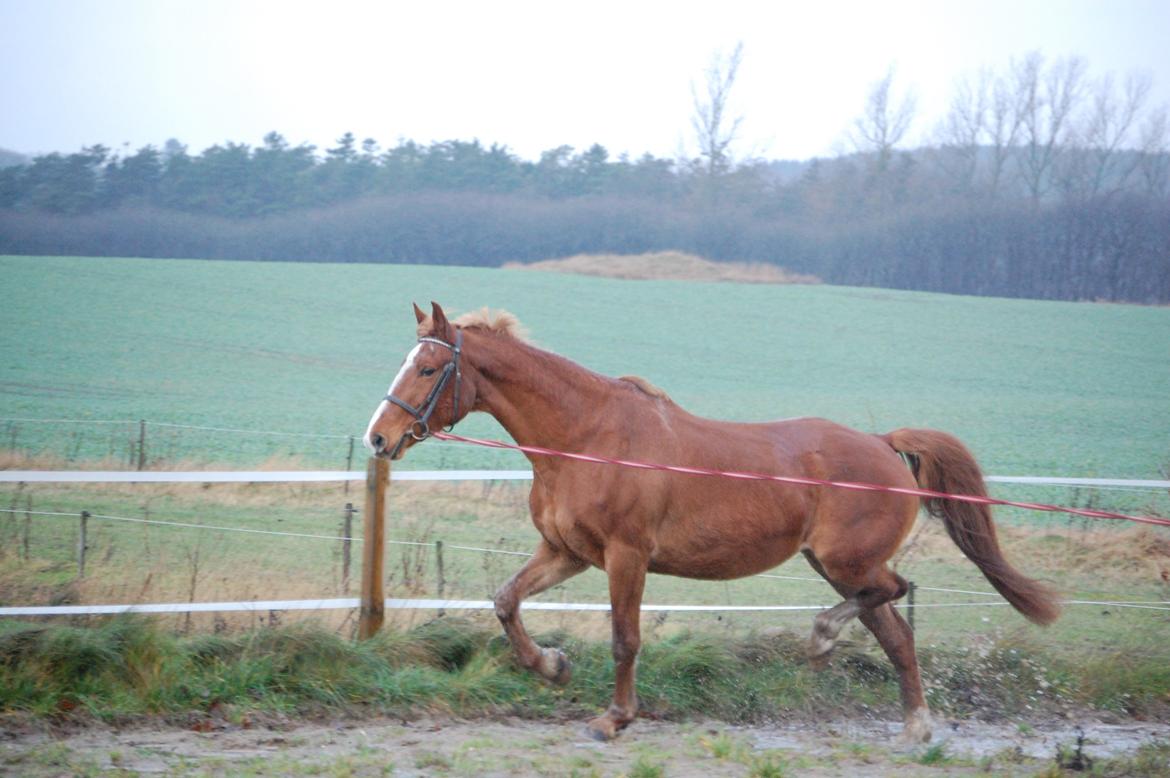 Frederiksborg Lia Toftedal •RIP• billede 18