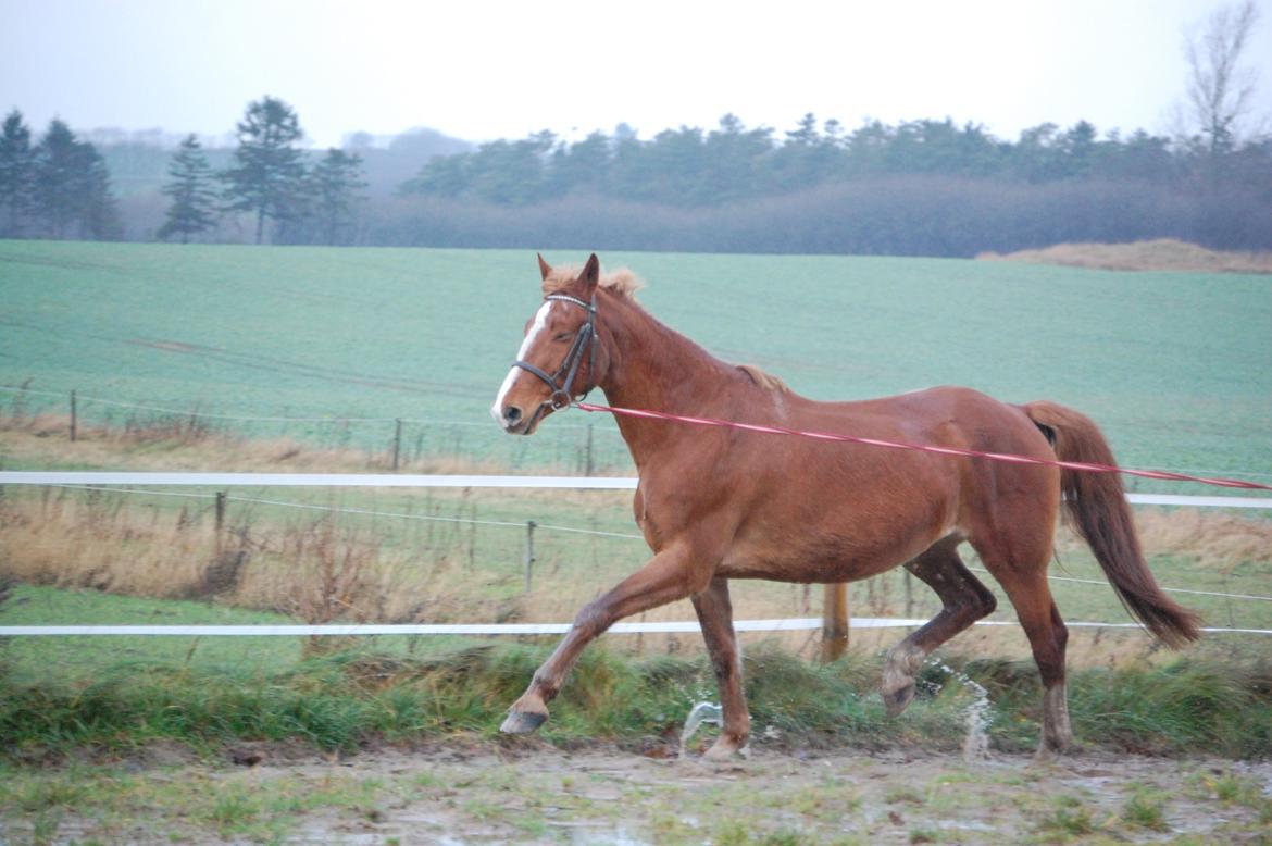 Frederiksborg Lia Toftedal •RIP• billede 19