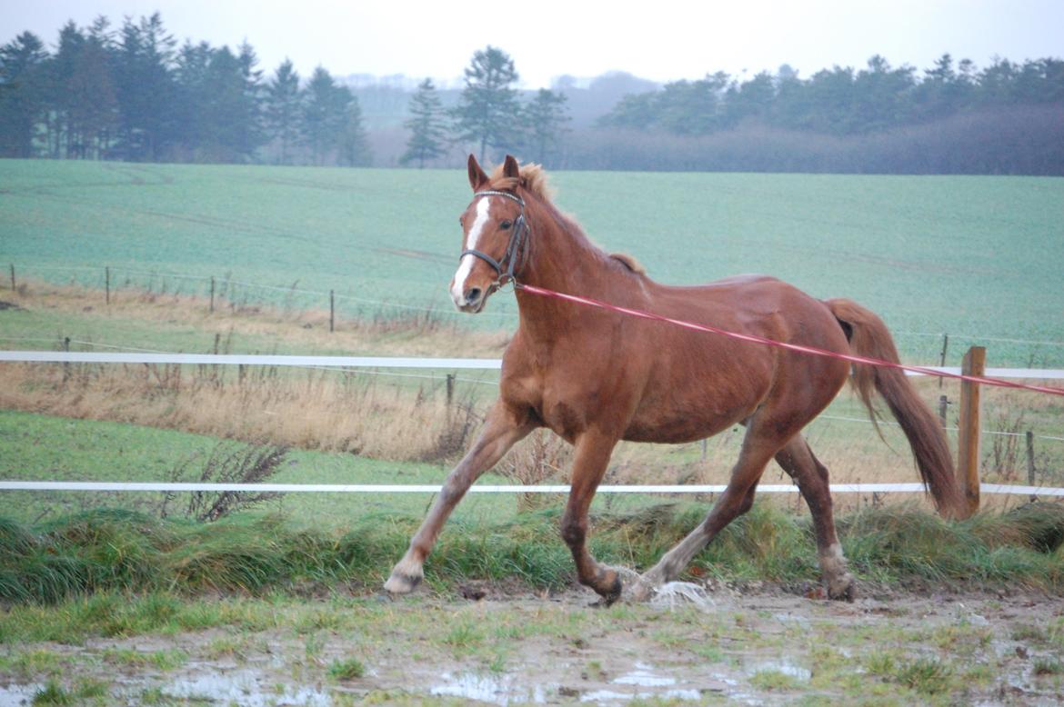 Frederiksborg Lia Toftedal •RIP• billede 20