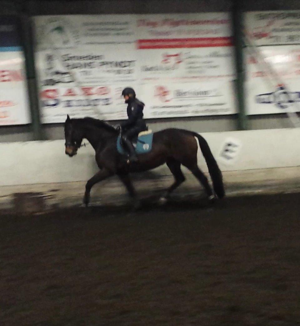 Dansk Varmblod Herslev Mark's Rosita billede 15