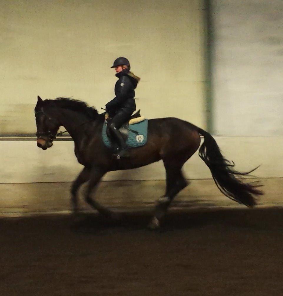 Dansk Varmblod Herslev Mark's Rosita billede 16