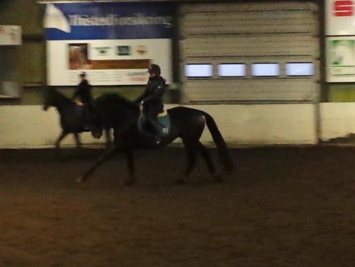 Dansk Varmblod Herslev Mark's Rosita billede 14