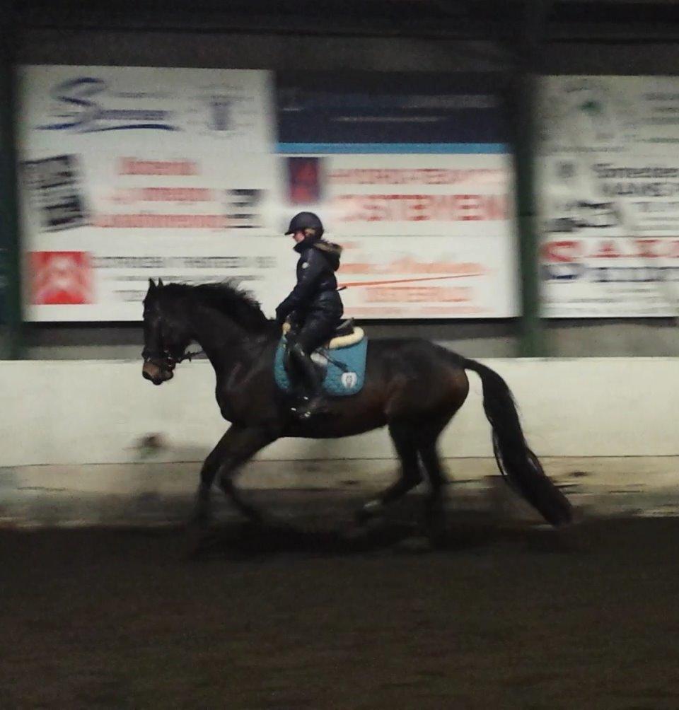 Dansk Varmblod Herslev Mark's Rosita billede 17