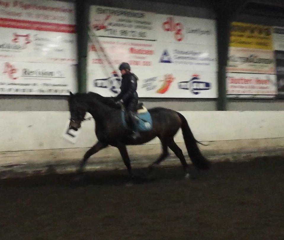 Dansk Varmblod Herslev Mark's Rosita billede 18