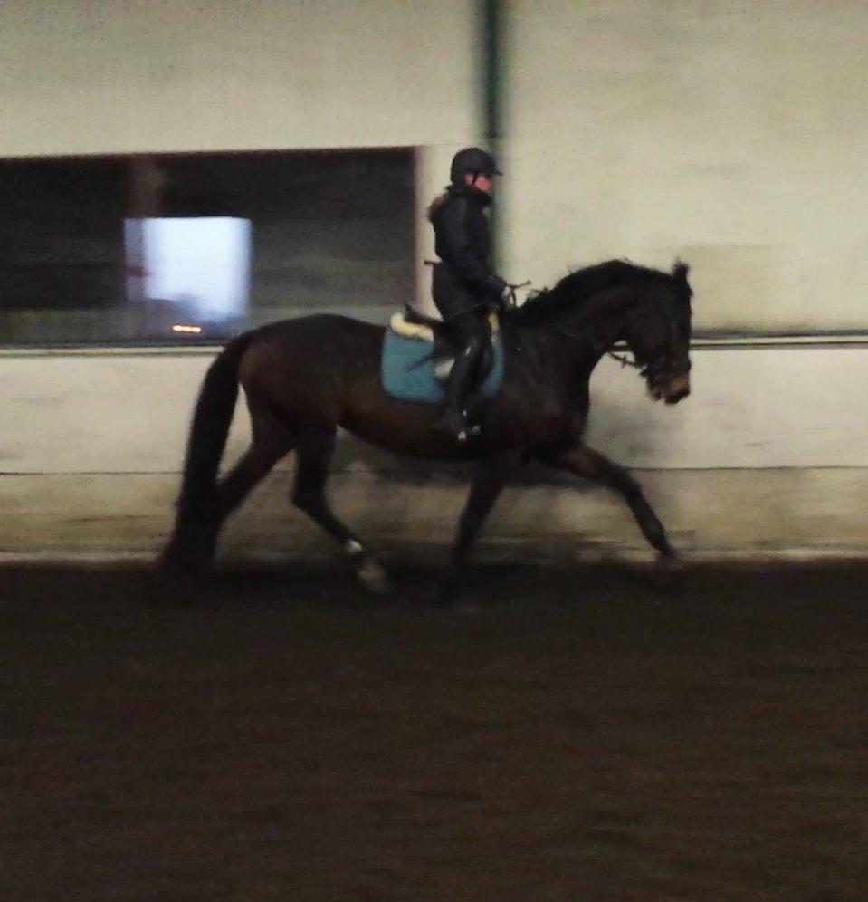 Dansk Varmblod Herslev Mark's Rosita billede 19