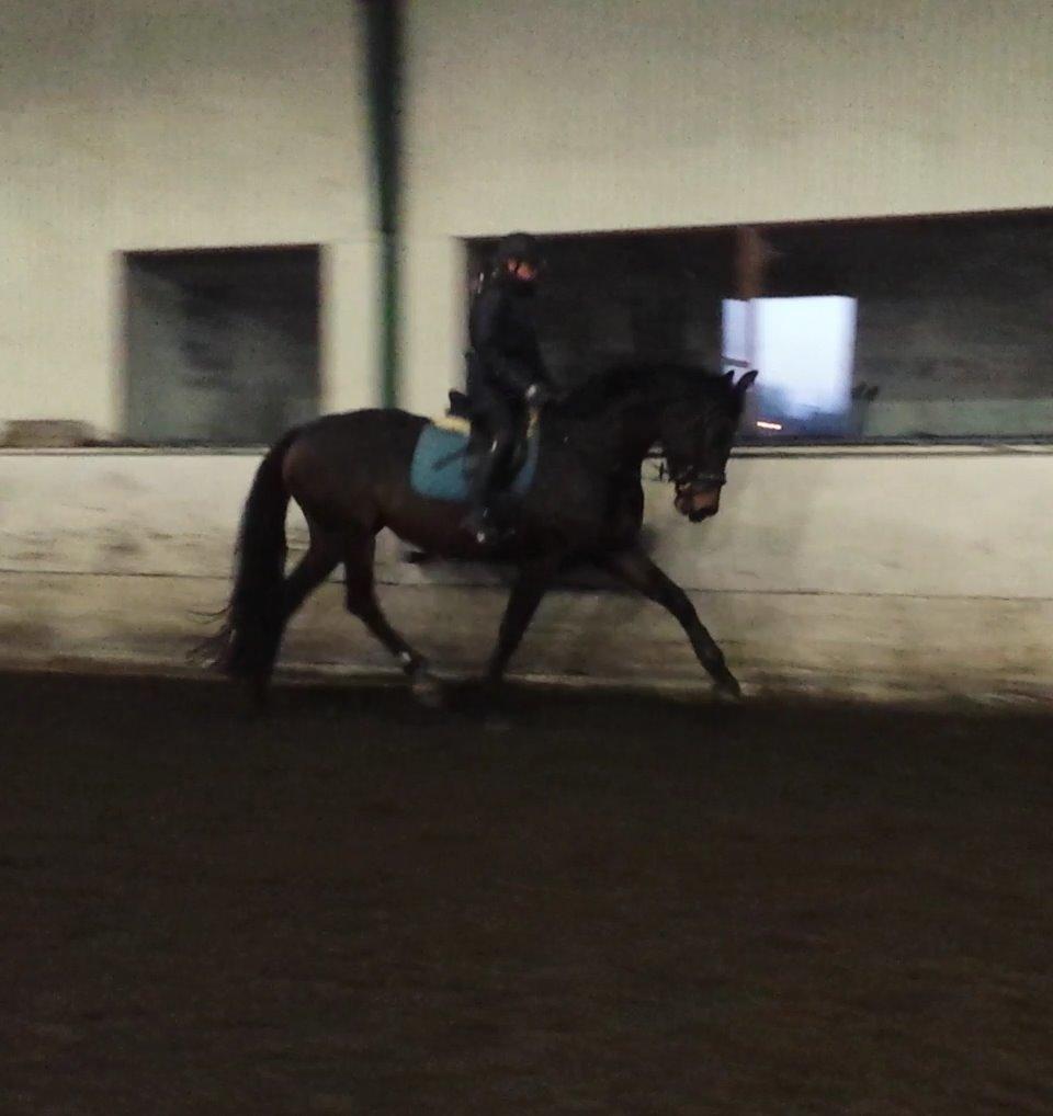 Dansk Varmblod Herslev Mark's Rosita billede 3