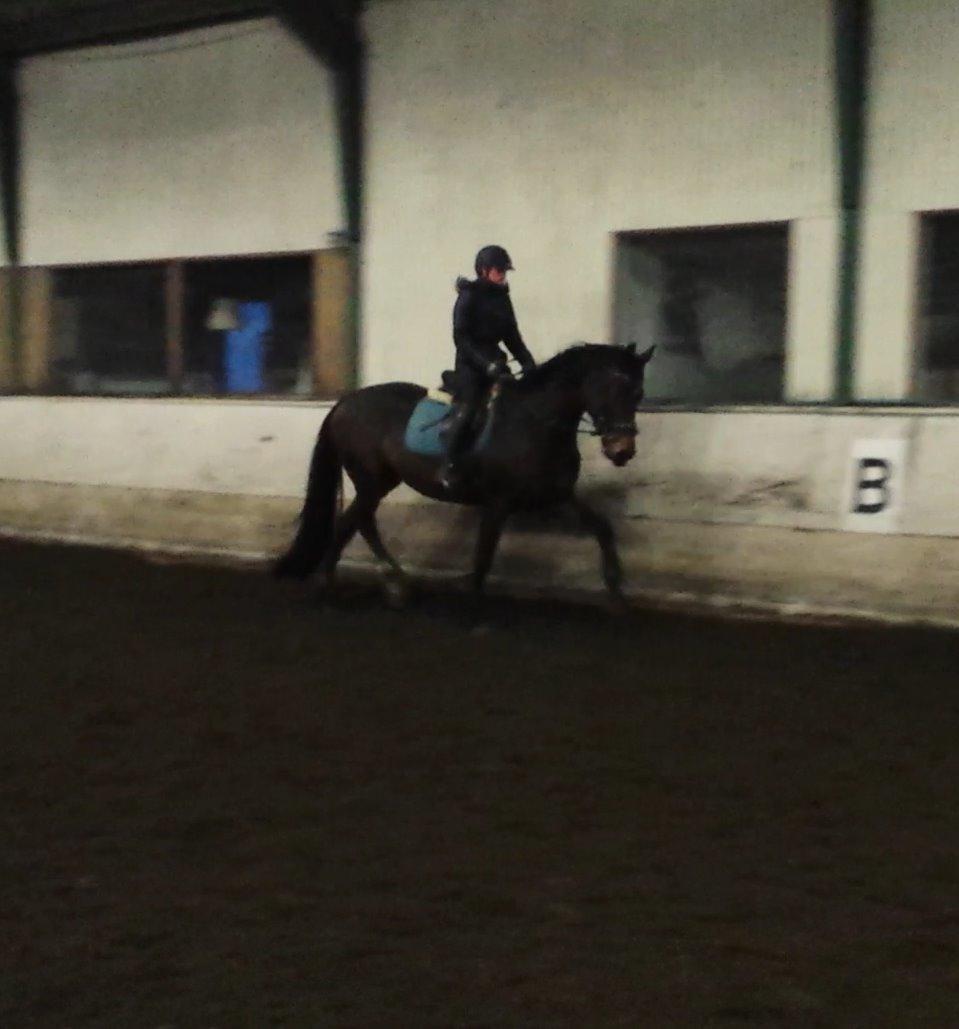 Dansk Varmblod Herslev Mark's Rosita billede 4