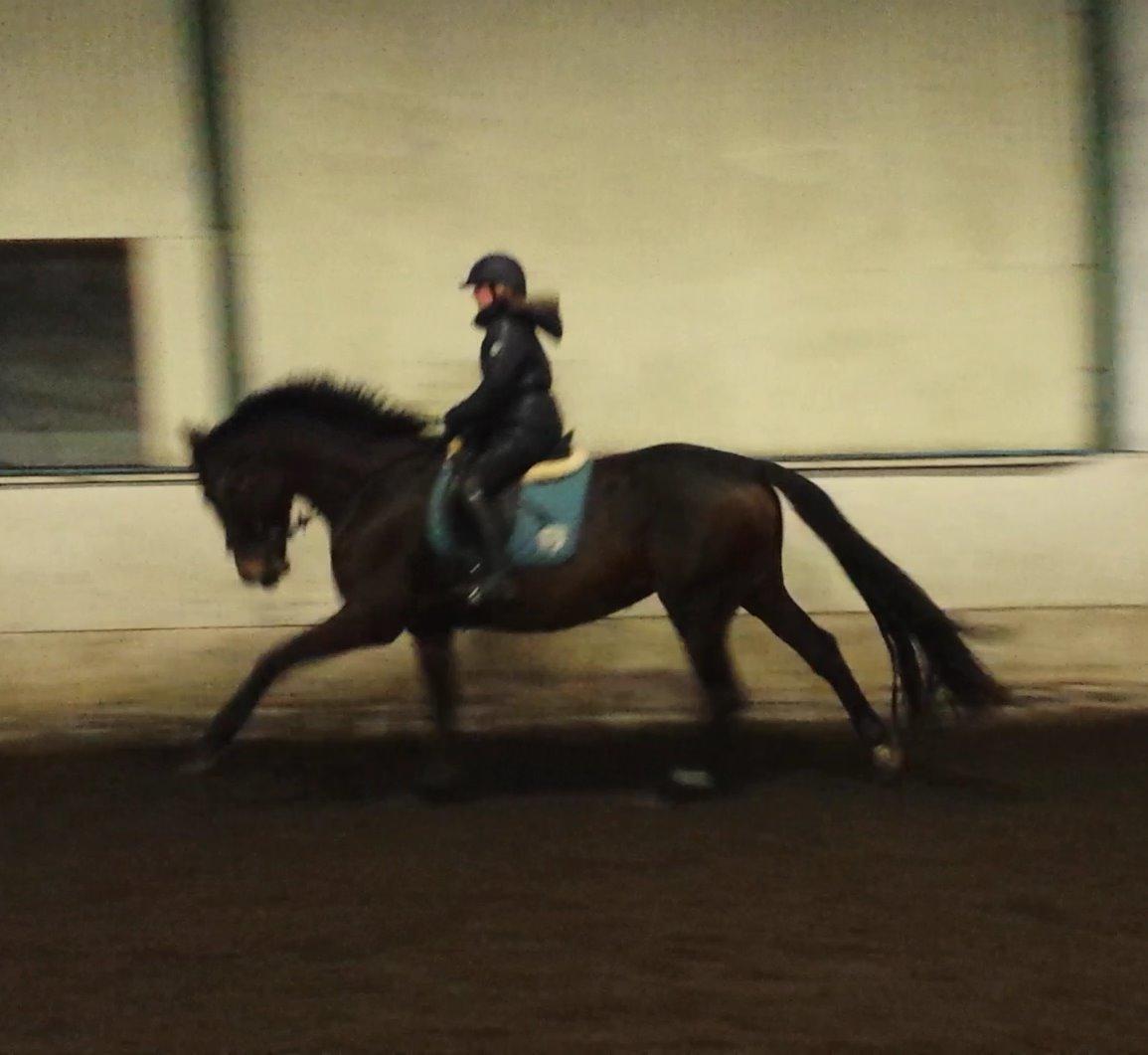 Dansk Varmblod Herslev Mark's Rosita billede 20