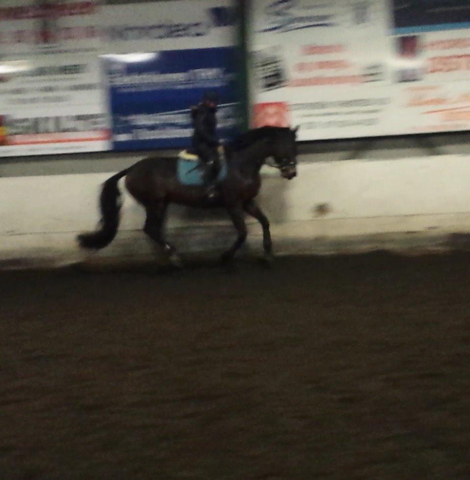 Dansk Varmblod Herslev Mark's Rosita billede 21