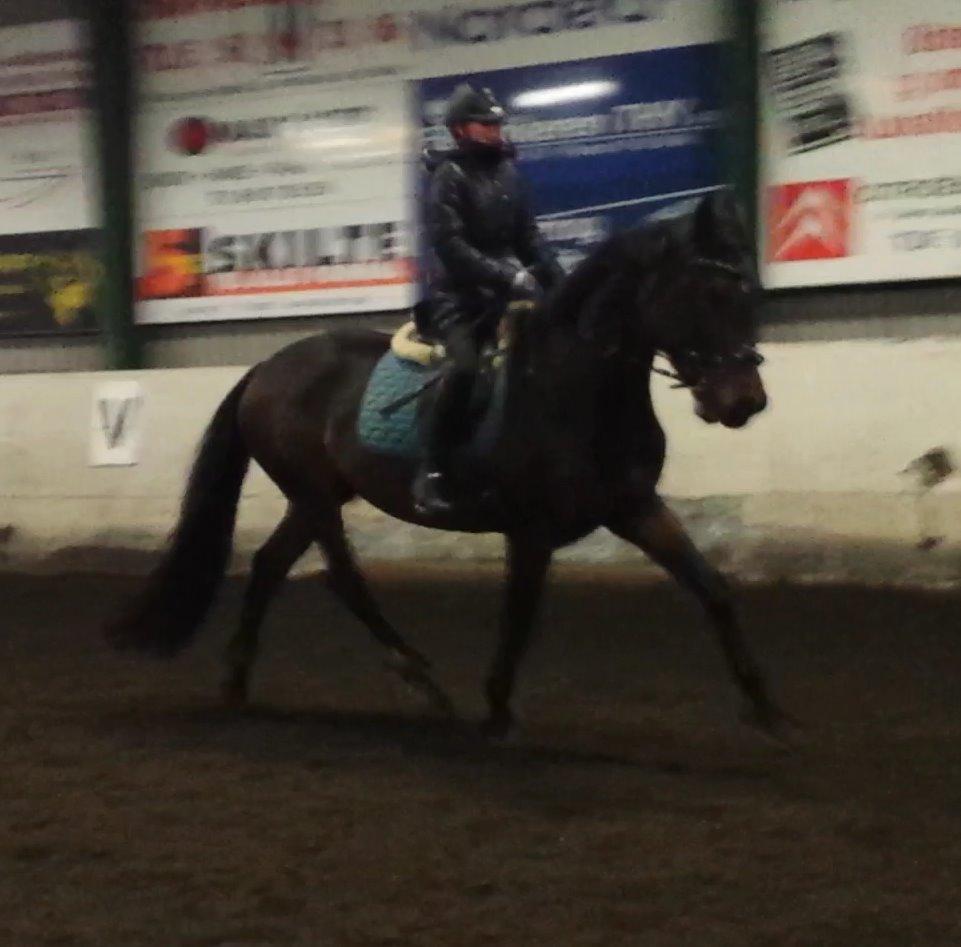 Dansk Varmblod Herslev Mark's Rosita billede 10