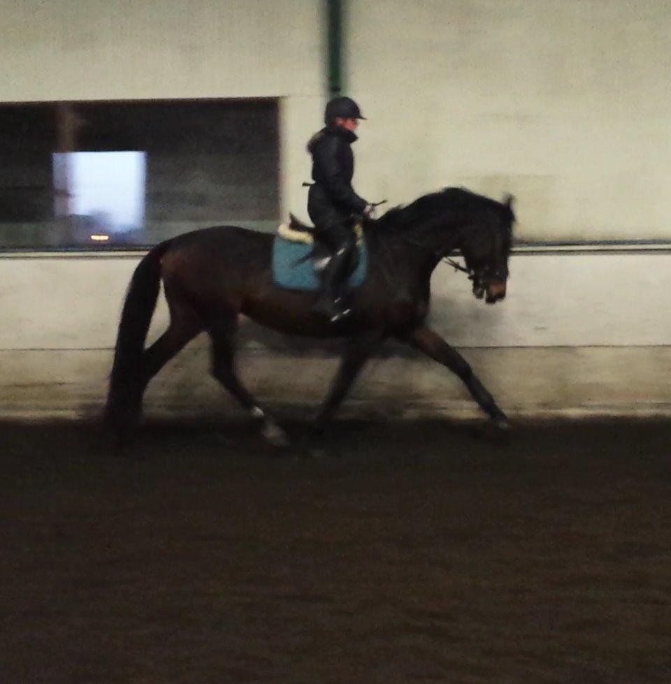 Dansk Varmblod Herslev Mark's Rosita billede 22