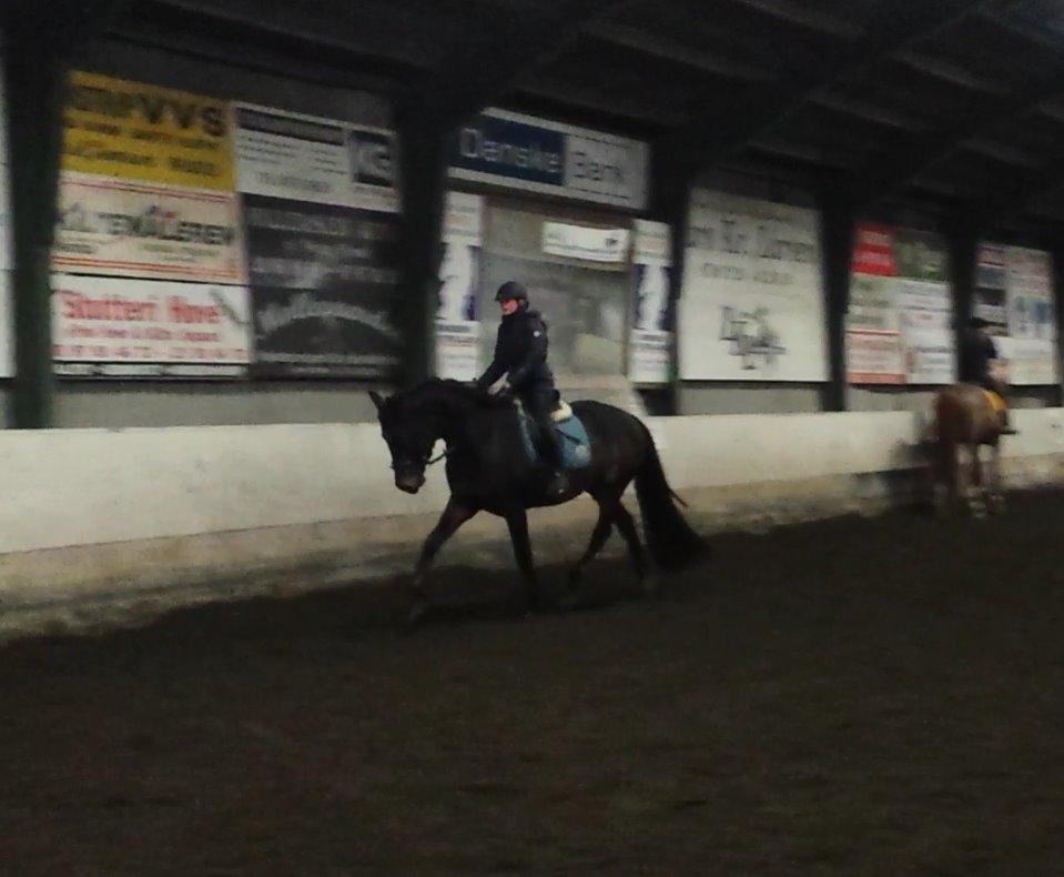 Dansk Varmblod Herslev Mark's Rosita billede 2