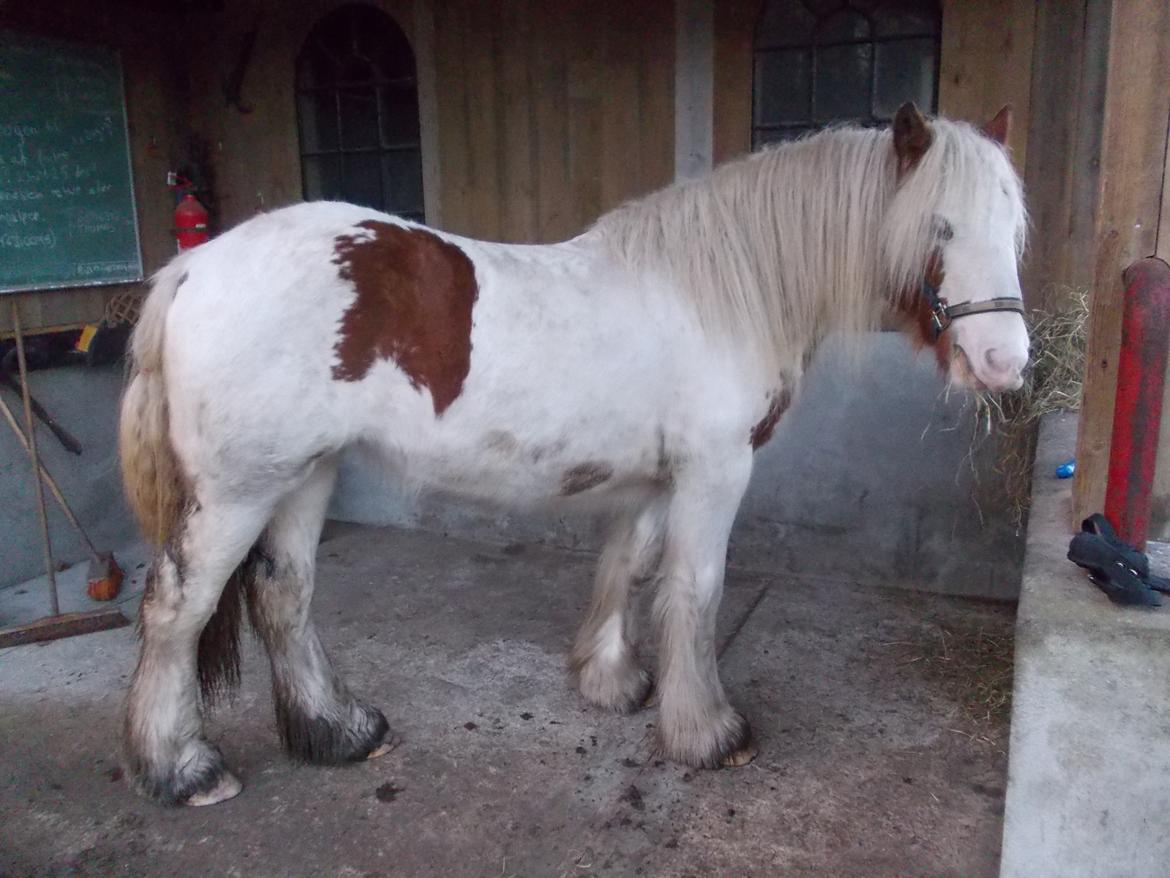 Irish Cob ITS Hazel - 10/12-13 billede 4
