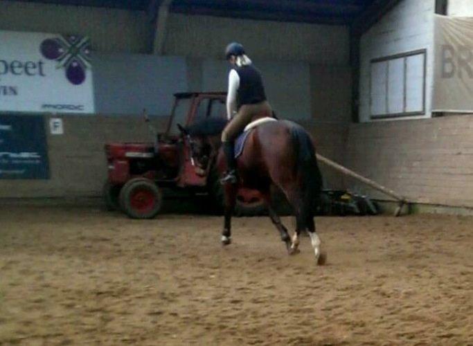 Dansk Varmblod Kronborgdiges Flika. ( låne hest) billede 10