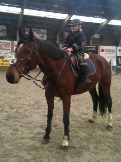 Dansk Varmblod Kronborgdiges Flika. ( låne hest) billede 12