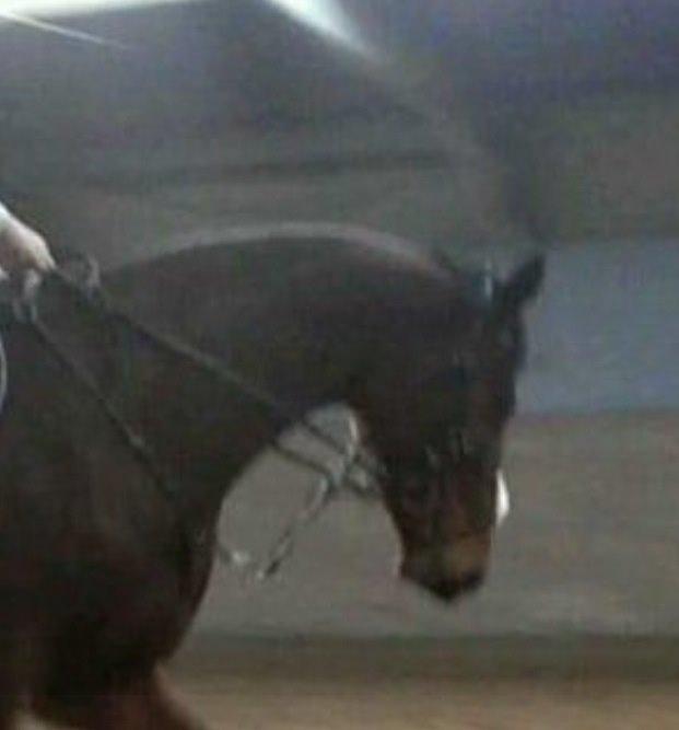 Dansk Varmblod Kronborgdiges Flika. ( låne hest) billede 11