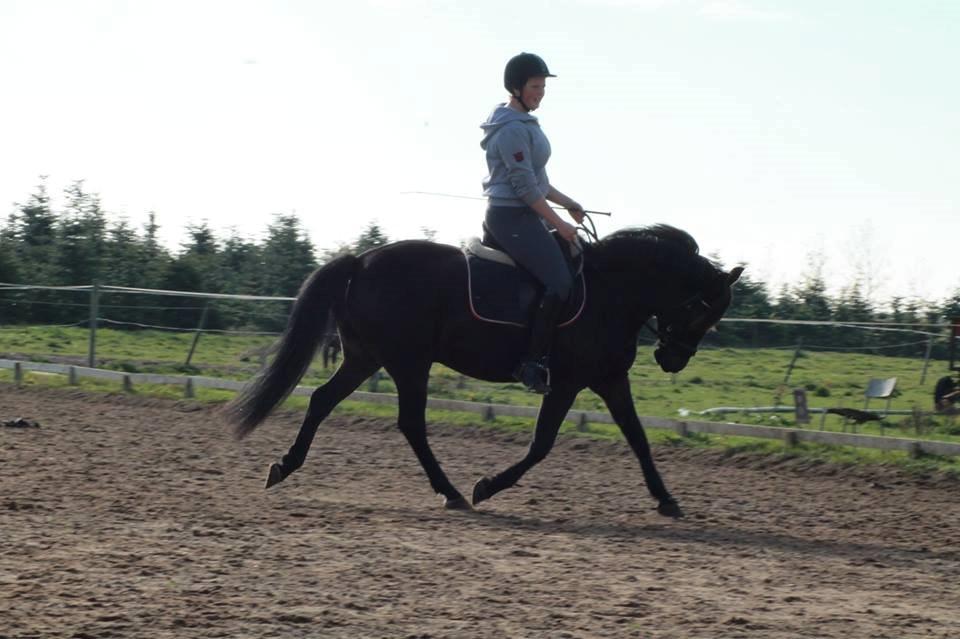 New Forest Krondalens Corfu - Forår 2014 billede 2