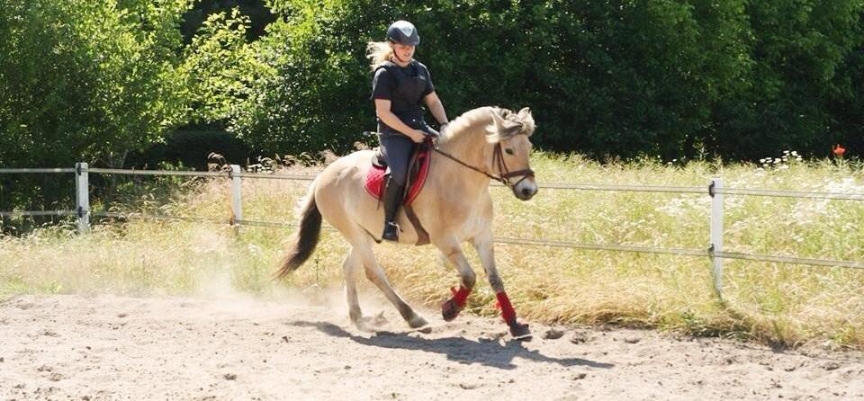 Fjordhest BG Gandalf (Fyns/klub mester!<3<3) :-* billede 21