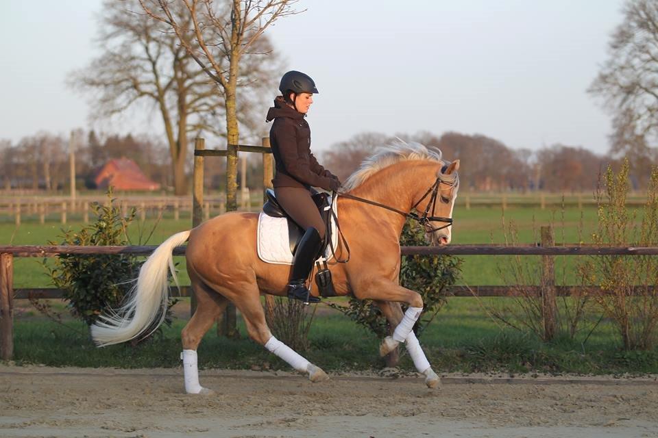 Tysk Sportspony Baloo Byager billede 7