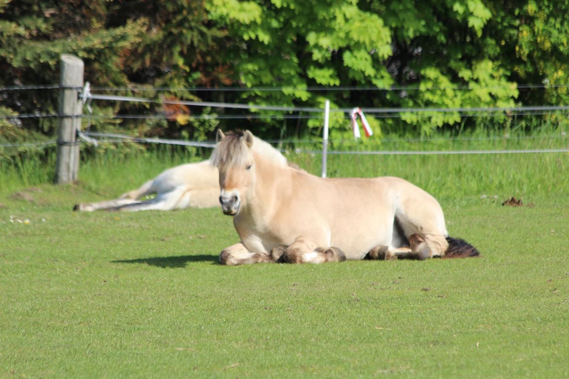 Fjordhest BG Gandalf (Fyns/klub mester!<3<3) :-* billede 23