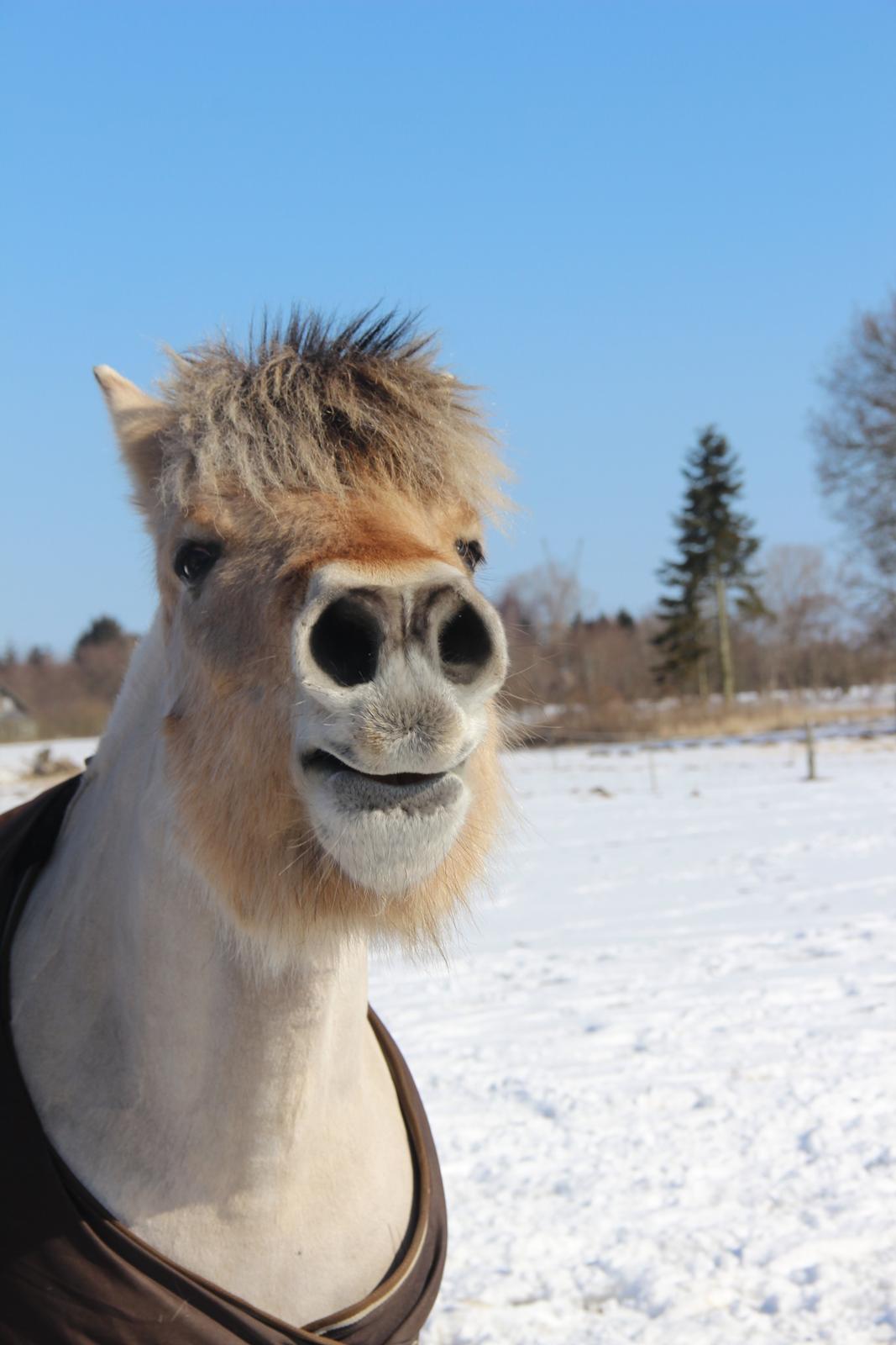 Fjordhest BG Gandalf (Fyns/klub mester!<3<3) :-* billede 24