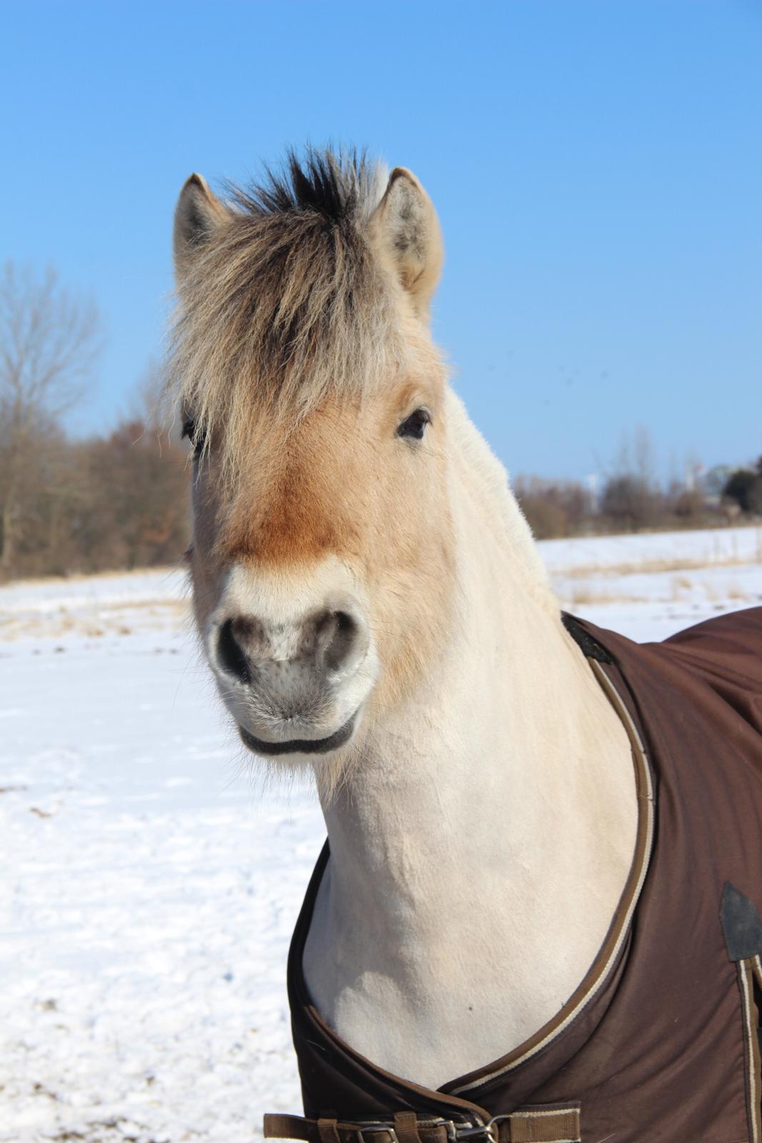 Fjordhest BG Gandalf (Fyns/klub mester!<3<3) :-* billede 25