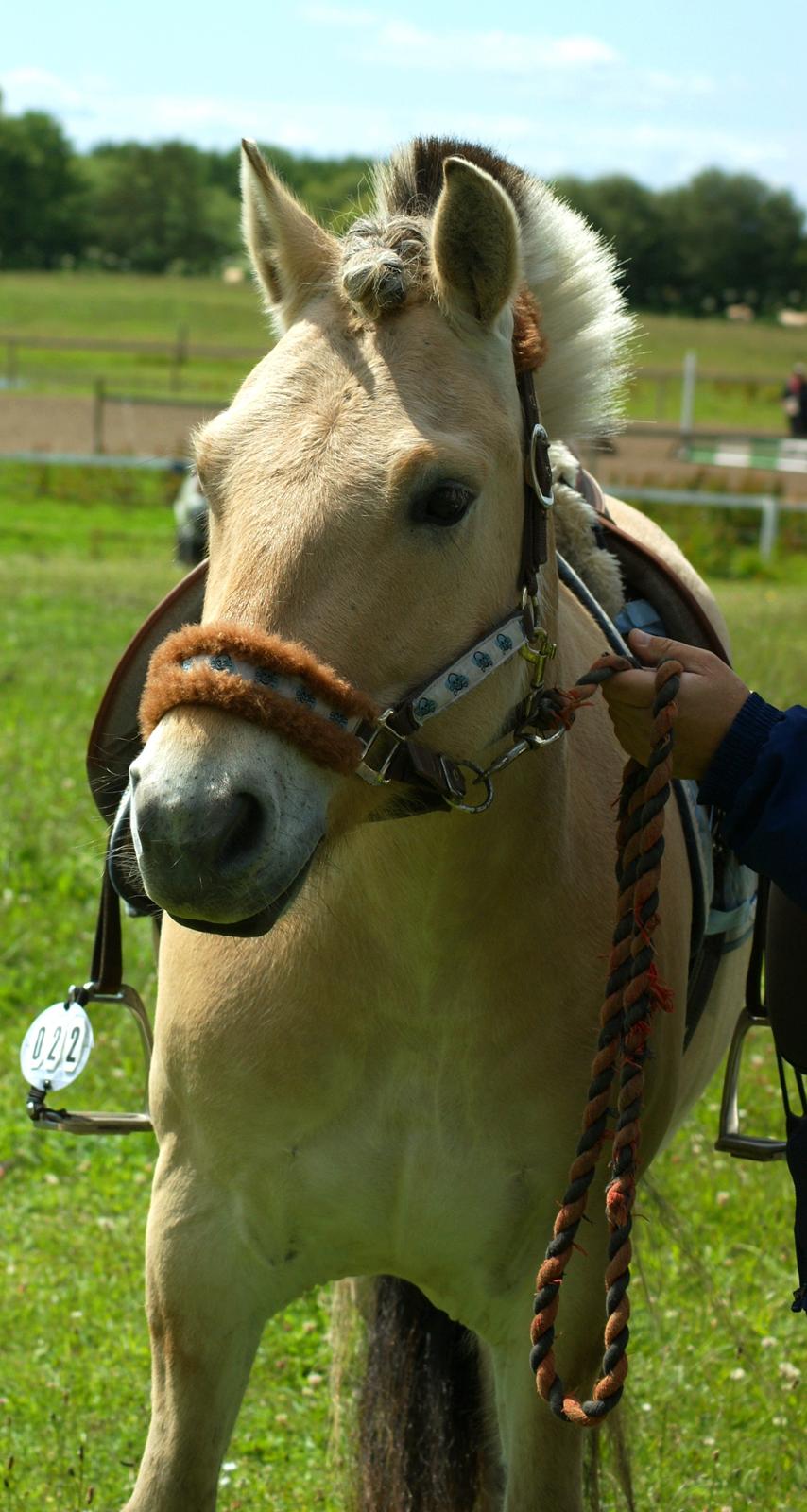 Fjordhest BG Gandalf (Fyns/klub mester!<3<3) :-* billede 26