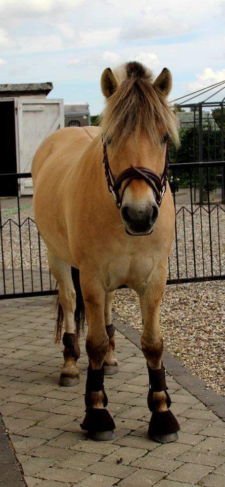 Fjordhest BG Gandalf (Fyns/klub mester!<3<3) :-* billede 27