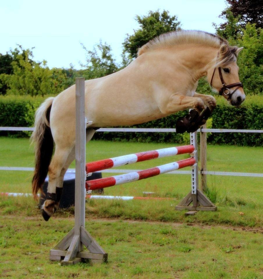 Fjordhest BG Gandalf (Fyns/klub mester!<3<3) :-* billede 29