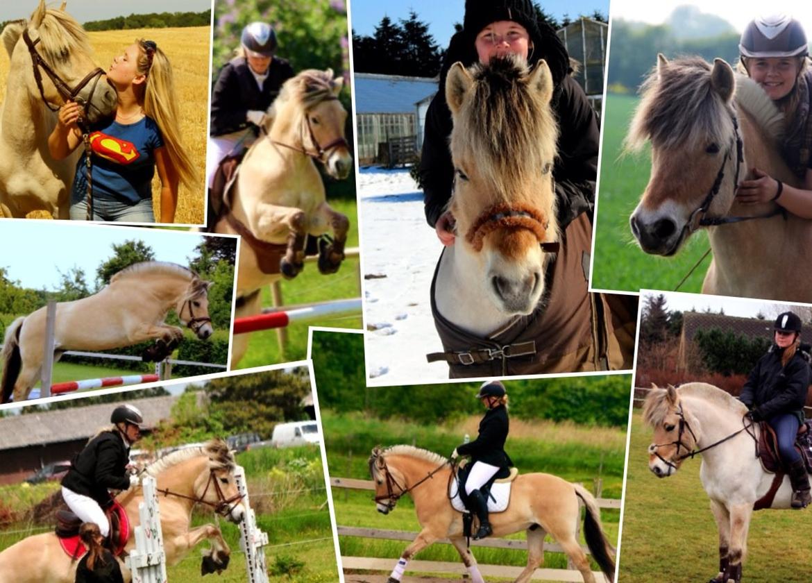 Fjordhest BG Gandalf (Fyns/klub mester!<3<3) :-* billede 30