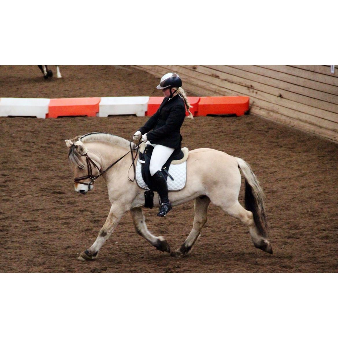 Fjordhest BG Gandalf (Fyns/klub mester!<3<3) :-* billede 31