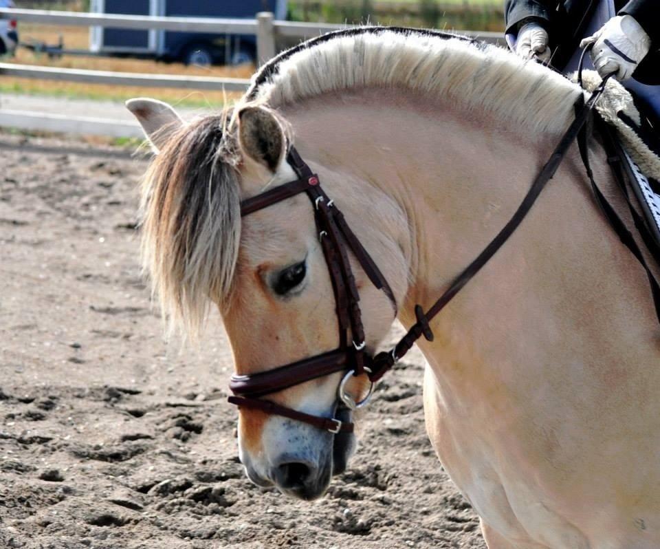 Fjordhest BG Gandalf (Fyns/klub mester!<3<3) :-* billede 32