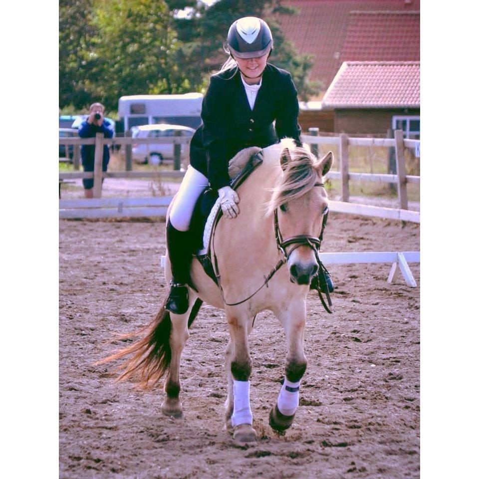 Fjordhest BG Gandalf (Fyns/klub mester!<3<3) :-* billede 33