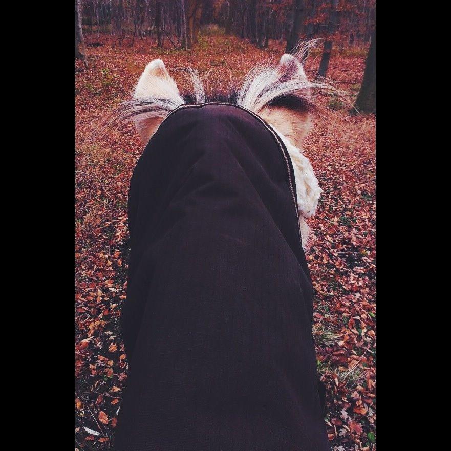 Fjordhest BG Gandalf (Fyns/klub mester!<3<3) :-* billede 34