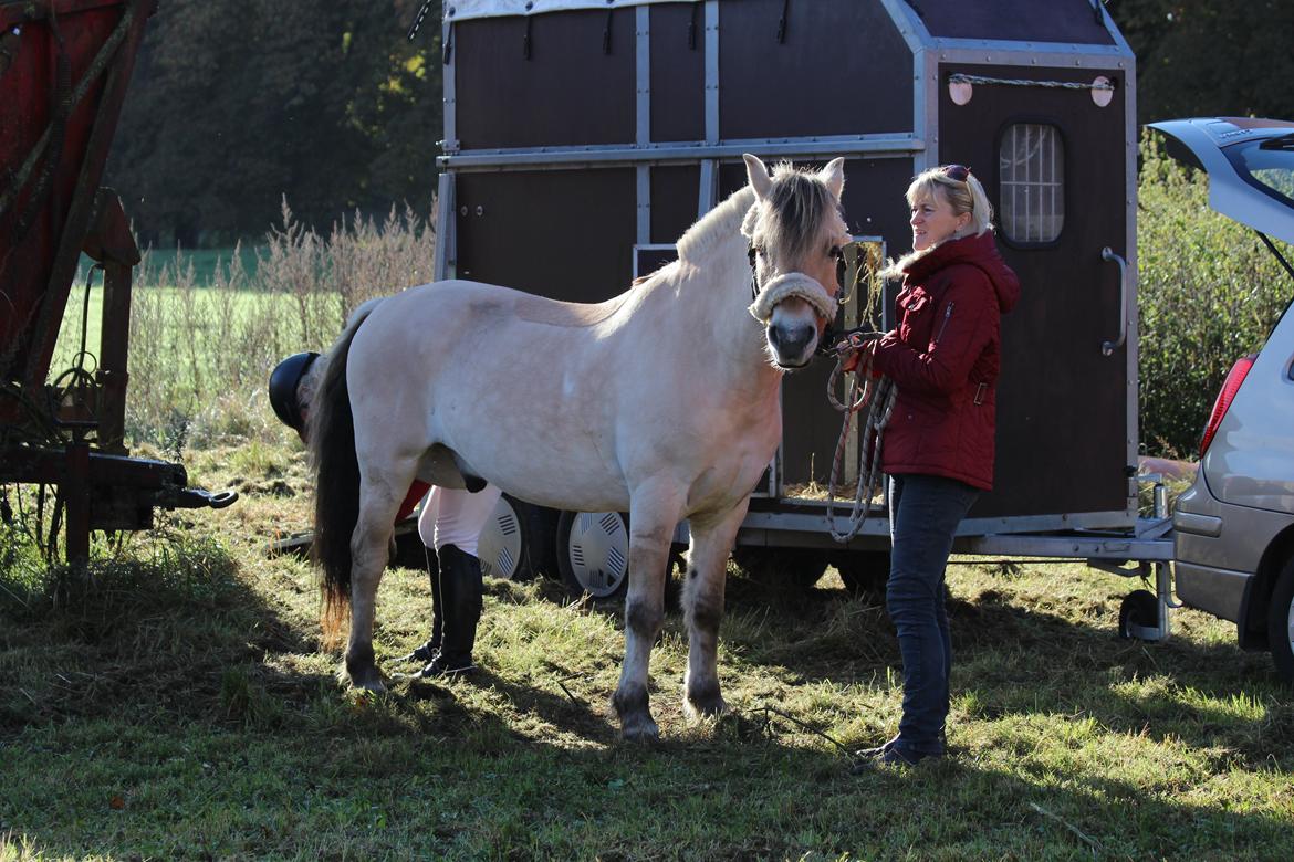 Fjordhest BG Gandalf (Fyns/klub mester!<3<3) :-* billede 35