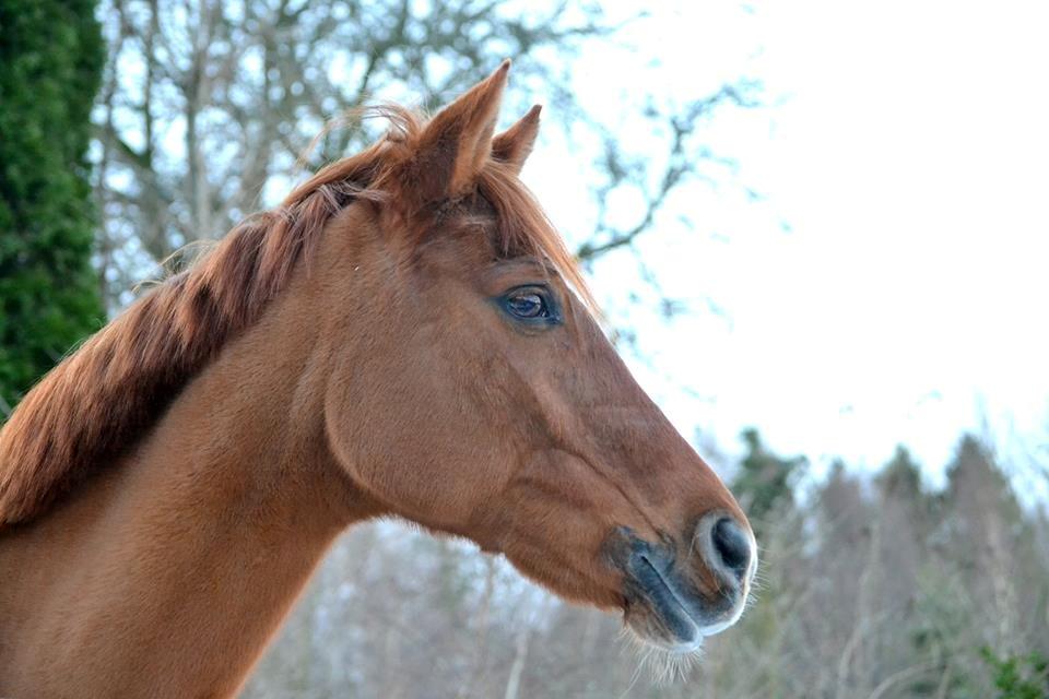 Anden særlig race Celina - Velkommen til Celinas profil :-)
Foto: Natasha. billede 1