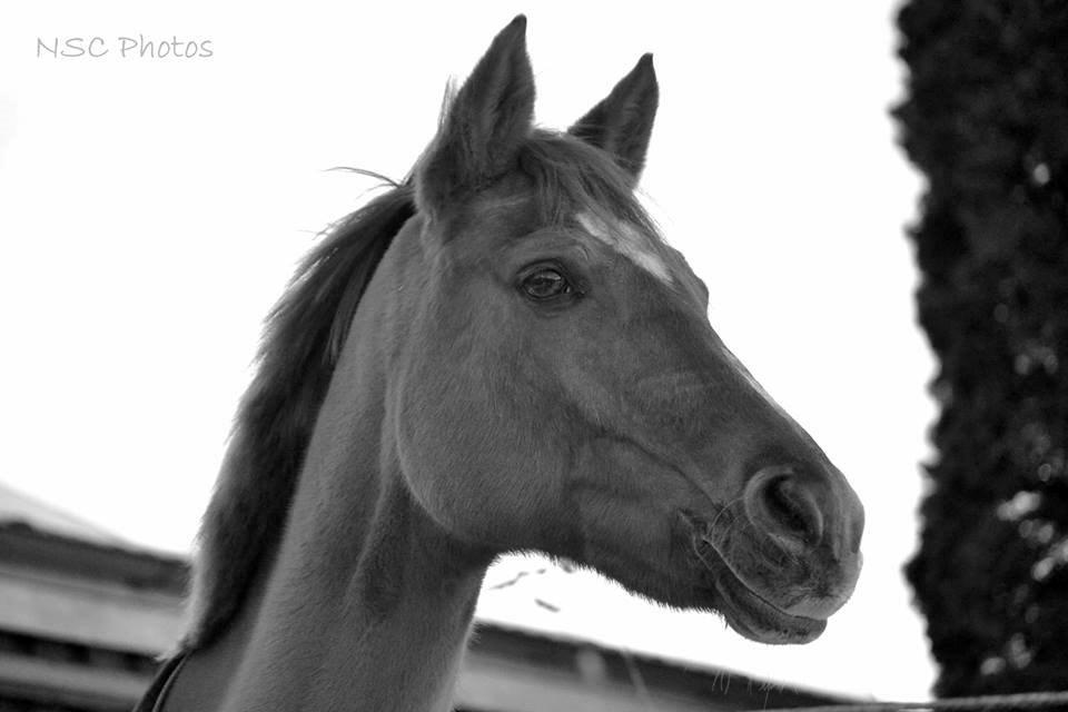 Anden særlig race Celina billede 20