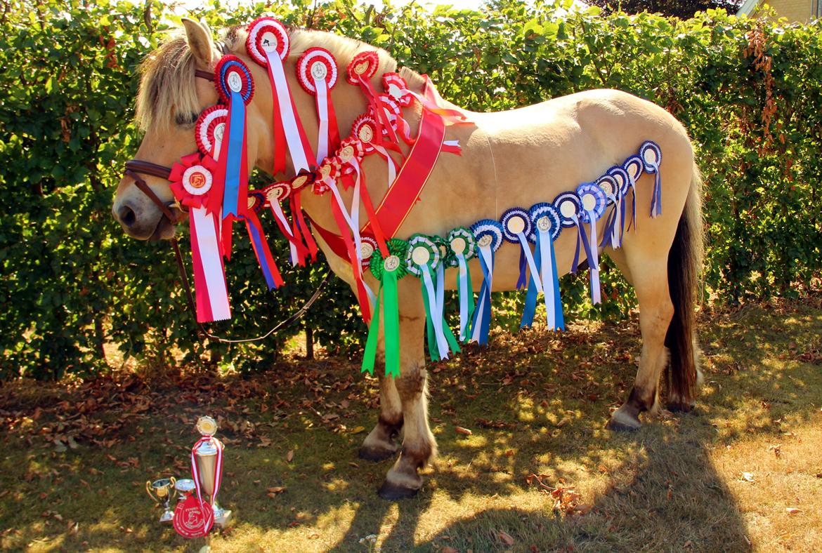 Fjordhest BG Gandalf (Fyns/klub mester!<3<3) :-* billede 39