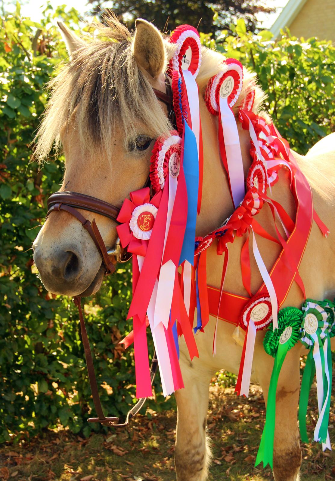 Fjordhest BG Gandalf (Fyns/klub mester!<3<3) :-* billede 40