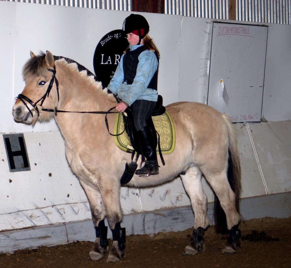 Fjordhest BG Gandalf (Fyns/klub mester!<3<3) :-* billede 44