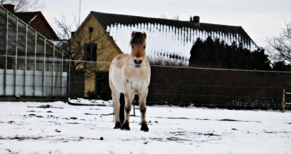 Fjordhest BG Gandalf (Fyns/klub mester!<3<3) :-* billede 45