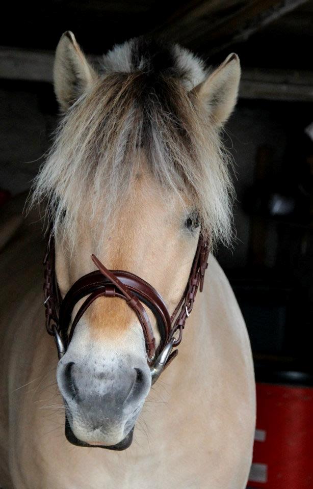 Fjordhest BG Gandalf (Fyns/klub mester!<3<3) :-* billede 46