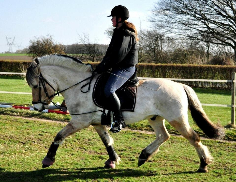 Fjordhest BG Gandalf (Fyns/klub mester!<3<3) :-* billede 47