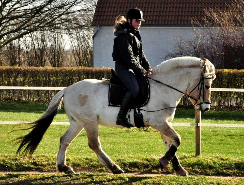 Fjordhest BG Gandalf (Fyns/klub mester!<3<3) :-* billede 48