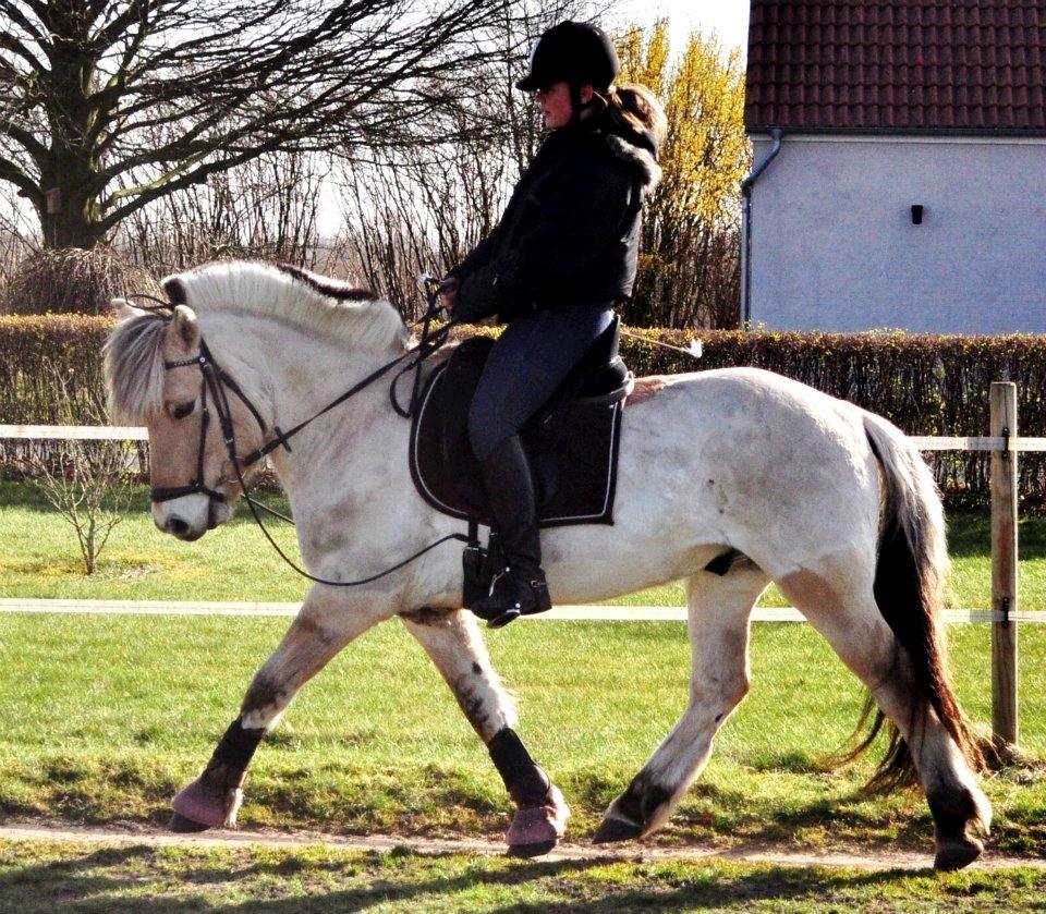 Fjordhest BG Gandalf (Fyns/klub mester!<3<3) :-* billede 49